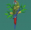 Parrot 03