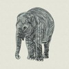 Africa Elephant 02