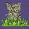 Baby Cat In Grass