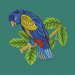 Parrot 07