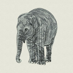 Africa Elephant 02