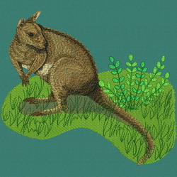 Kangaroo On Grass