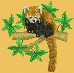 Red panda