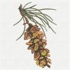 Pine Cones 03(Sm)