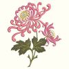 Chrysanthemums 02(Md)