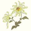 Chrysanthemums 09(Md)