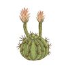 Cactus 04