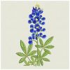 Bluebonnets(Md)