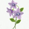 Balloon Flower 01(Md)