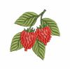Raspberries 11(Md)