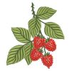 Raspberries 12(Lg)