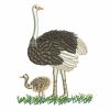 Ostrich 08