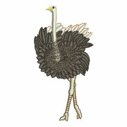 Ostrich 04