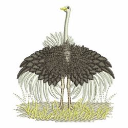 Ostrich 06