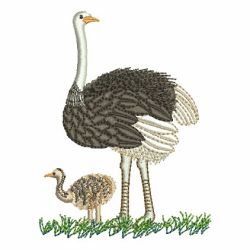 Ostrich 08 machine embroidery designs