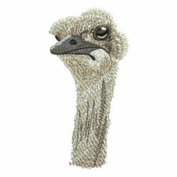 Ostrich 10