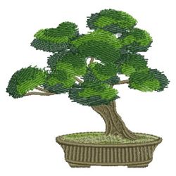 Bonsai Tree 10