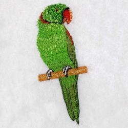 Asian Parakeet 02