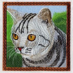 American Shorthair 02(Sm)