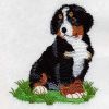 Bernese Mountain Dog 2 02(Sm)