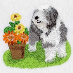 Bearded Collie 04(Lg)