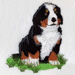 Bernese Mountain Dog 2 03(Sm) machine embroidery designs