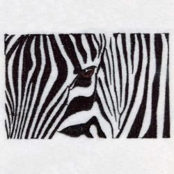 African Zebra 2 04