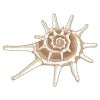 Sketched Seashells(Md)