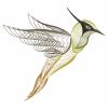 Rippled Hummingbirds 08(Md)
