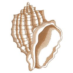 Sketched Seashells 10(Md) machine embroidery designs