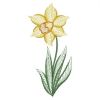 Daffodils(Sm)