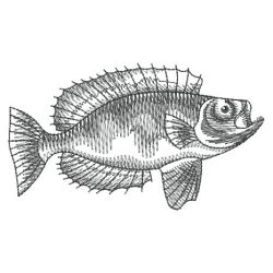 Sketched Fish 01(Sm) machine embroidery designs