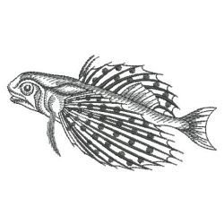 Sketched Fish 03(Lg) machine embroidery designs