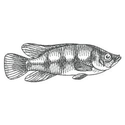Sketched Fish 04(Sm)