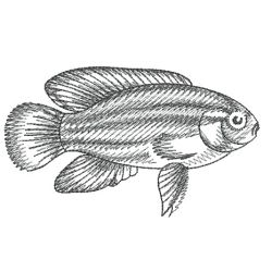 Sketched Fish 05(Lg) machine embroidery designs