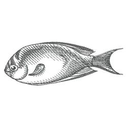 Sketched Fish 10(Lg) machine embroidery designs