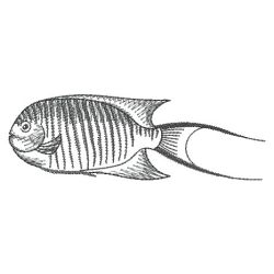 Sketched Fish 11(Lg) machine embroidery designs