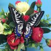 Papilio Xuthus