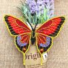FSL Butterflies 3