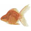 Goldfish 01(Sm)