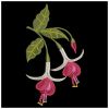 Elegant Fuchsia(Sm)