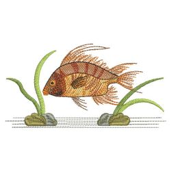 Tropical Fish 14(Md)
