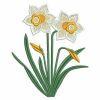 Daffodils(Lg)