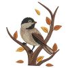 Black Capped Chickadee