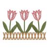 Heirloom Tulips 02(Md)