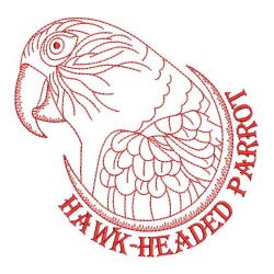 Hawk Headed Parrot 03(Md)