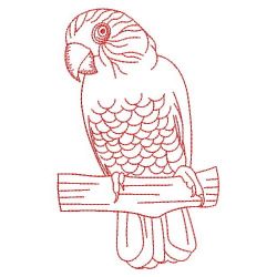 Hawk Headed Parrot 08(Md)
