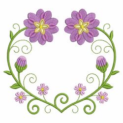 Heirloom Cineraria 03