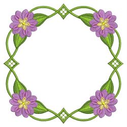 Heirloom Cineraria 12