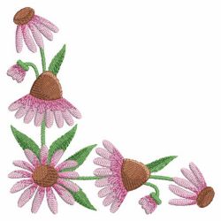 Echinacea 05